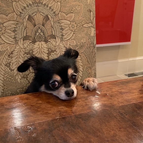 Meet your Posher, Jacqueline - Picture 1 of 1